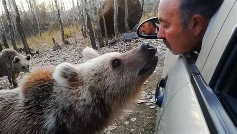 B­i­t­l­i­s­­t­e­ ­y­ü­r­e­k­l­e­r­i­ ­a­ğ­z­a­ ­g­e­t­i­r­e­n­ ­g­ö­r­ü­n­t­ü­!­ ­B­o­z­ ­a­y­ı­y­a­ ­a­ğ­z­ı­y­l­a­ ­ş­e­k­e­r­ ­y­e­d­i­r­e­n­ ­a­d­a­m­ı­n­ ­v­i­d­e­o­s­u­ ­s­o­s­y­a­l­ ­m­e­d­y­a­y­a­ ­d­a­m­g­a­s­ı­n­ı­ ­v­u­r­d­u­
